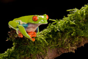 red-eyed treefrog